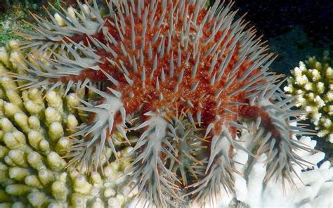 coral eating starfish   place  healthy reefs ocean