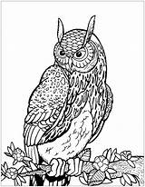 Owl Coloring Owls Tree Branch Pages Color Kids Print Adults Animals Printable Drawing Incredible Getdrawings Adult Justcolor Getcolorings Nggallery sketch template