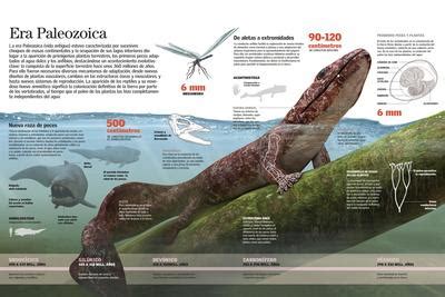 infografia de la era paleozoica en la  los anfibios se adaptaron al