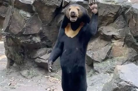 chinese zoo bear waves   human  experts claim   fake