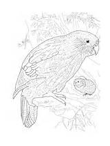 Parrot Coloring Quaker Kakapo Pages sketch template