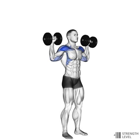 dumbbell shoulder press standards  men  women lb strength level