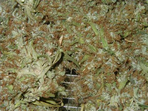 cannabis harvesting  drying