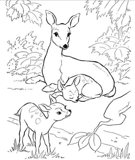 backyard animals  nature coloring books  coloring pages hubpages