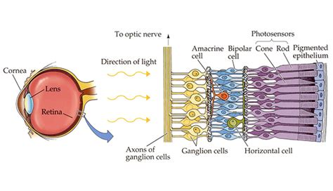 retinal ganglion cells derived  human embryonic stem cells srig