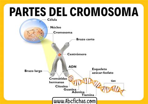 Estructura Y Partes De Un Cromosoma