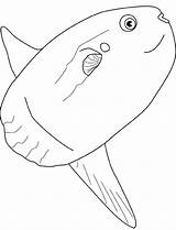 Sunfish Ocean Coloring Mola Drawings Whale sketch template