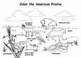Coloring Pages Prairie Grassland Animals Animal Choose Board Drawing Habitat Printable sketch template