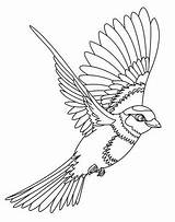 Burung Sketsa Dadali Gambarcoloring Garuda Hantu Elang Merak sketch template