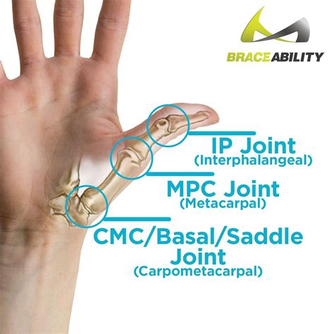 image showing   ip mpc  cmc basal saddle joints