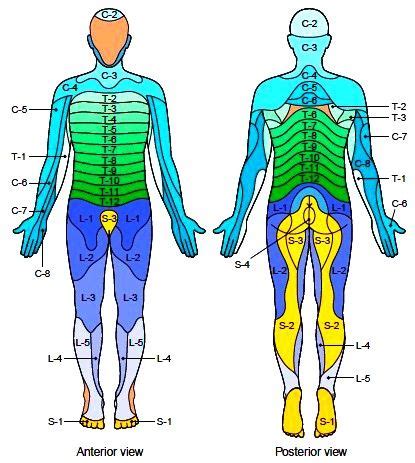 myotome  dermatome chart google search massage therapy human