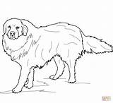 Pyrenees Coloring Great Pages Dog Dogs Printable Drawing Mountain Supercoloring Bernese Colouring sketch template