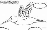 Hummingbird Kolibri Ausmalbilder Cool2bkids sketch template