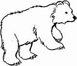Bear Coloring Pages Outline Animal Outlines Kermode Animals Clipart Drawing Color Colouring Printable Cliparts Bears Grizzly Hunting Duck Print Pandas sketch template