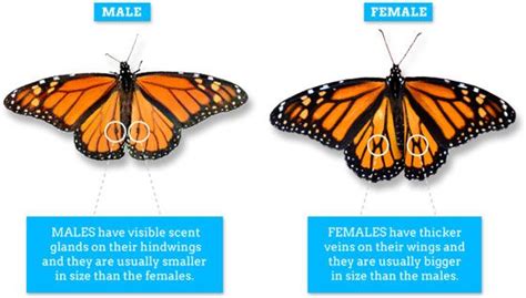 Differences Between Male And Female Butterflies 1st