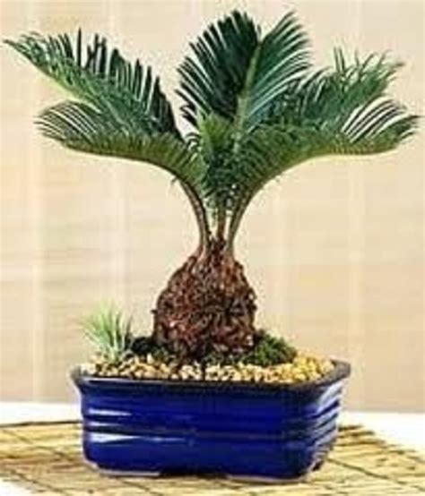 indoor palm trees hubpages