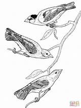 Grosbeak Birds Coloring Printable Pages sketch template