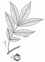Pnd Cordiformis Lvd Namethatplant Britton 1913 Nrcs Usda Database Plants Brown sketch template