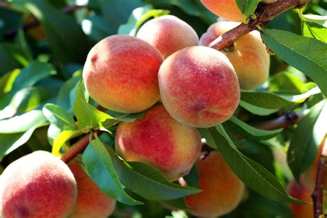grow  peach tree kellogg garden organics