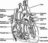 Coloring Anatomy Heart Pages Biology System Physiology Muscular Sketch Drawing Printable Veins Book Line Arteries Library Books Clipart Popular Gif sketch template