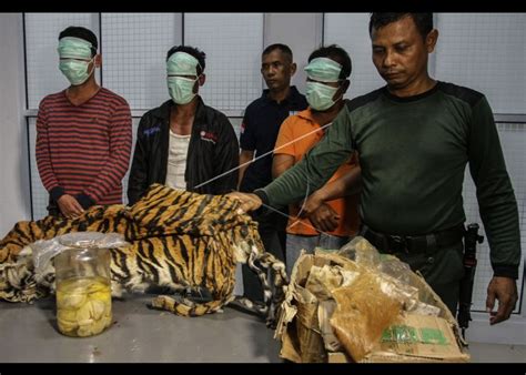 Pengungkapan Kasus Perdagangan Dan Perburuan Harimau Sumatra Antara Foto