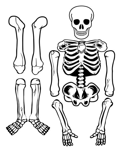 large printable skeleton template     printablee