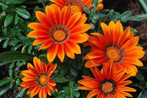 grappige afbeeldingen afbeeldingen bloemen oranje bloemen