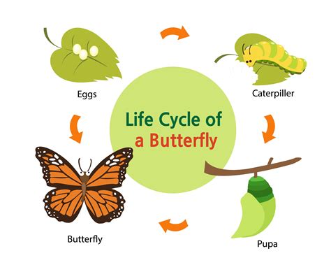 lifespan   types  butterflies pestwiki
