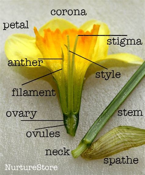 parts   daffodil diagram parts   flower plant science daffodils
