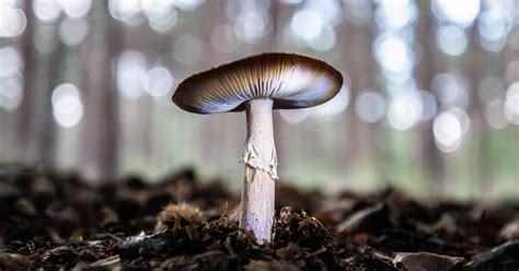Does Microdosing Magic Mushrooms Actually Work Experts Weigh In