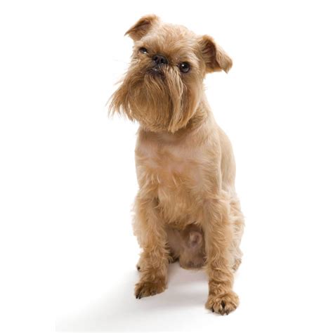brussels griffon dog breed information pictures