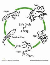 Life Cycle Frog Coloring Science Color Drawing Animal Pages Worksheets Worksheet Cycles Education Grade Preschool Kids Explore Activities Circle Classroom sketch template