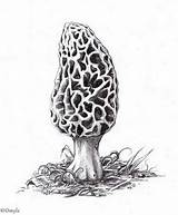Morel Mushroom sketch template
