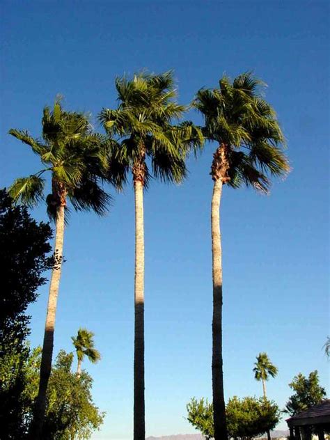yuma az 3 palm trees photo picture image arizona at city
