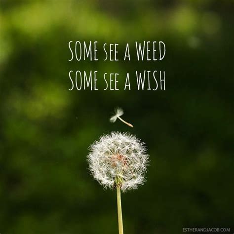 dandelion wishes wish quotes spring quotes beautiful quotes