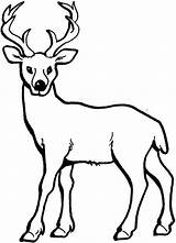 Deer Coloring Pages Animal Kids Colouring Printable Drawing Templates sketch template