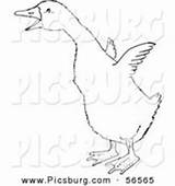 Picsburg Line Gosling Flapping Wings Little Clipart Coloring Royalty Stock sketch template