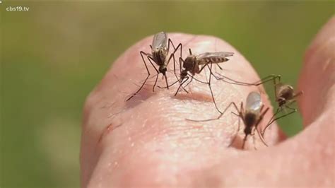 rain expected  week mosquito season   cbstv