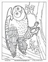 Coloring Pages Owl Animal Realistic Birds Book Kids Real People Printable Print Adults Colouring Animals Trees Snowy Two Color Jungle sketch template