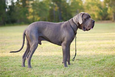 what do great danes look like a guide from nose to tail