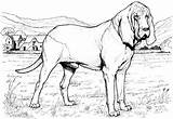 Bloodhound Realistic Supercoloring Kolorowanki Shepherd Kolorowanka Psy Druku Bernard Coloringhome sketch template
