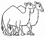 Camel Coloring Pages Printable Kids Face Caravan Drawing Clipart Clip Animal Getdrawings Websites Presentations Reports Powerpoint Projects Use These Library sketch template