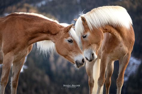 pferde  der natur monika bogner photography