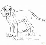 Basset Hound Coloring Pages Getdrawings Getcolorings sketch template