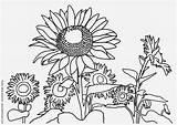 Sunflowers sketch template