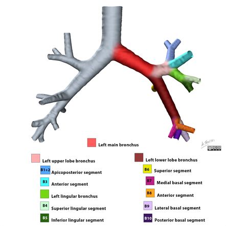 left  lobe superior segment radiology reference article