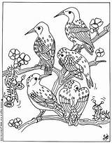 Pajaros Vogel Oiseaux Hellokids Paon Pajaro Aves Pájaros Coloriages Ausdrucken Animales Desenhos Animaux Paginas Adultos Greatestcoloringbook K7v Tu Drucken Farben sketch template