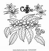Coffee Leaves Plant Vector Background Book Beans Isolated Flowers Floral Graphic Set Illustration Shutterstock Arabica Tree Decorations Coloring sketch template