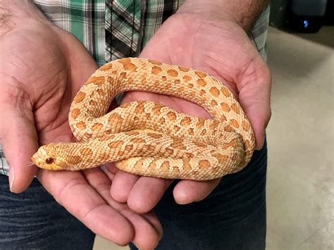 zout  stock western hognose snake albino dave cb