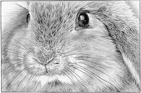 lop eared rabbit bunny limited edition art drawing print etsy